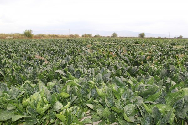 Ispanak tüketimi dibe vurdu