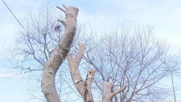 Gezi Parkı'nda 39 ağaç, yenileriyle değiştirilecek