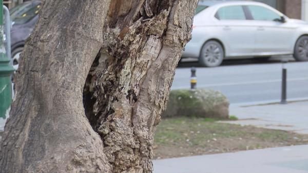 Gezi Parkı'nda 39 ağaç, yenileriyle değiştirilecek