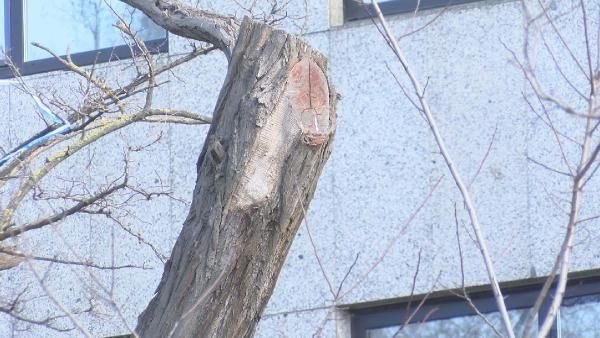 Gezi Parkı'nda 39 ağaç, yenileriyle değiştirilecek