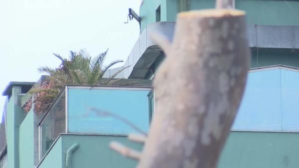 Gezi Parkı'nda 39 ağaç, yenileriyle değiştirilecek