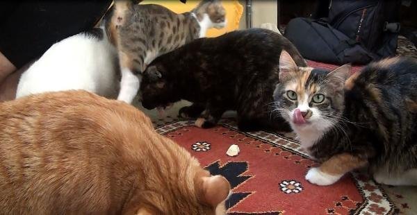 Hatay'da 2 odalı evde 17 kedi ile birlikte yaşıyor