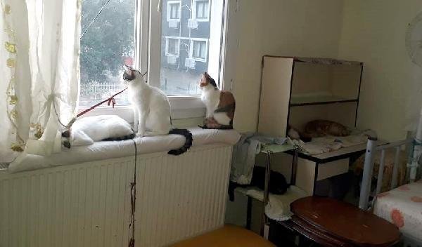Hatay'da 2 odalı evde 17 kedi ile birlikte yaşıyor